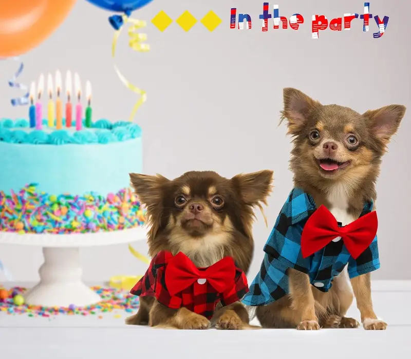 Pet Birthdays